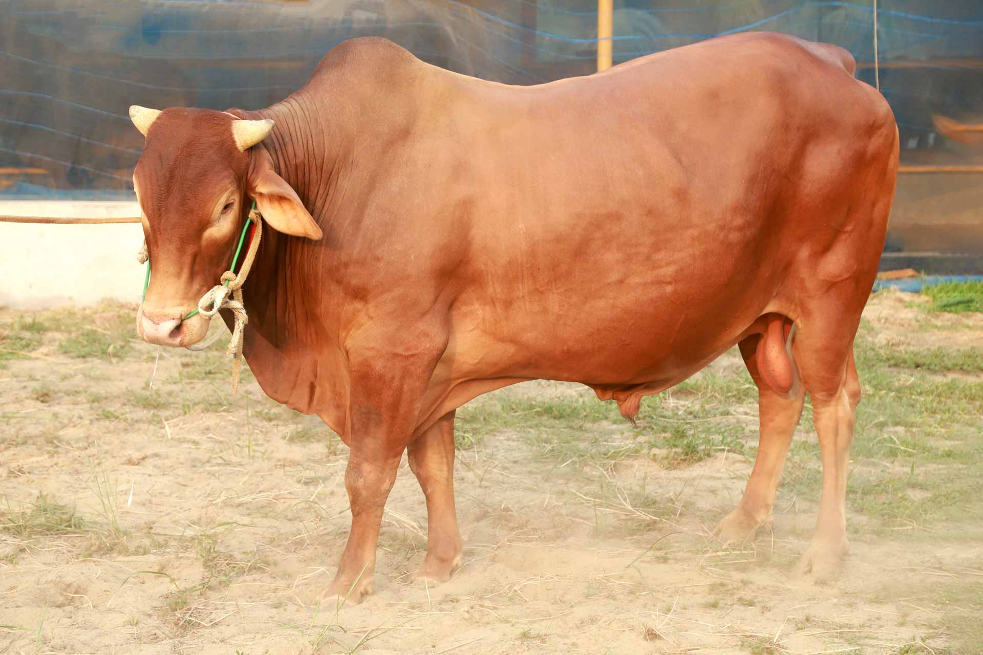 কোরবানির প্রস্তুতি